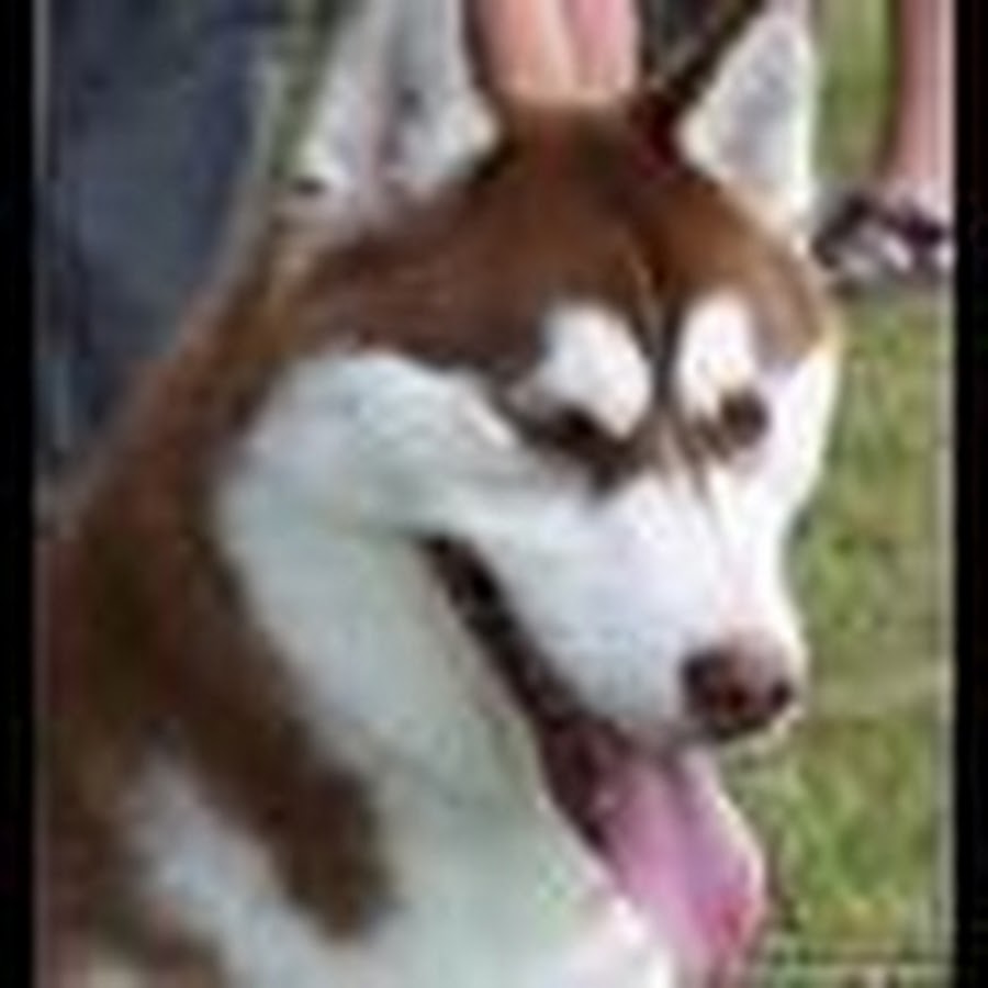 WylddogMusicStuff - YouTube