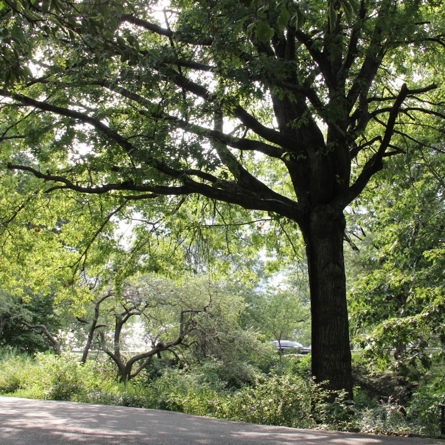 Trees for Energy Conservation - YouTube