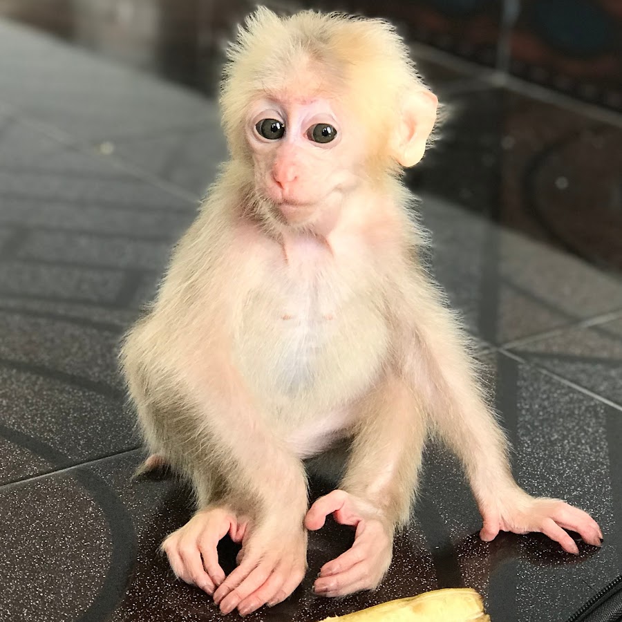 MONKEY & DOG [SHIN & CHI] YouTube