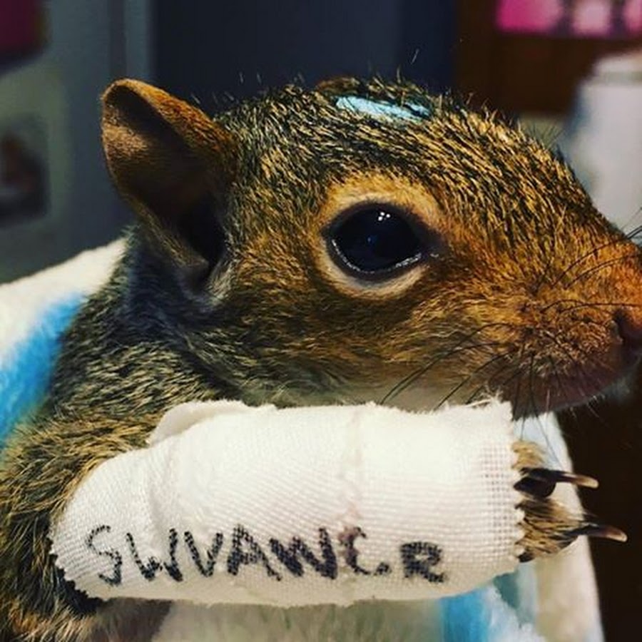 Southwest Virginia Wildlife Center of Roanoke - YouTube