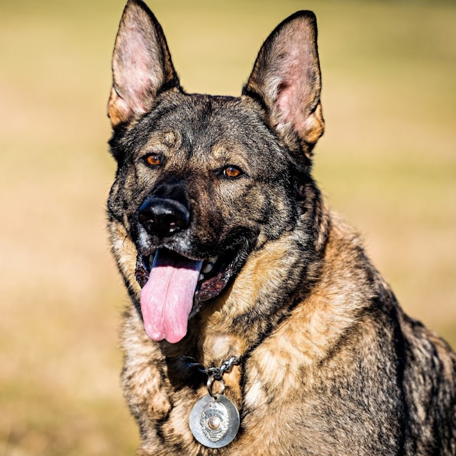 Throw Away Dogs project YouTube