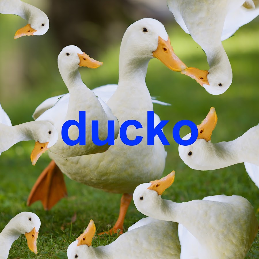 duckoo flying