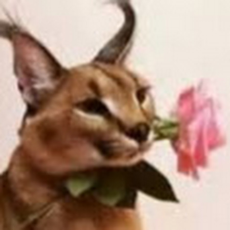 Story Thorn - YouTube