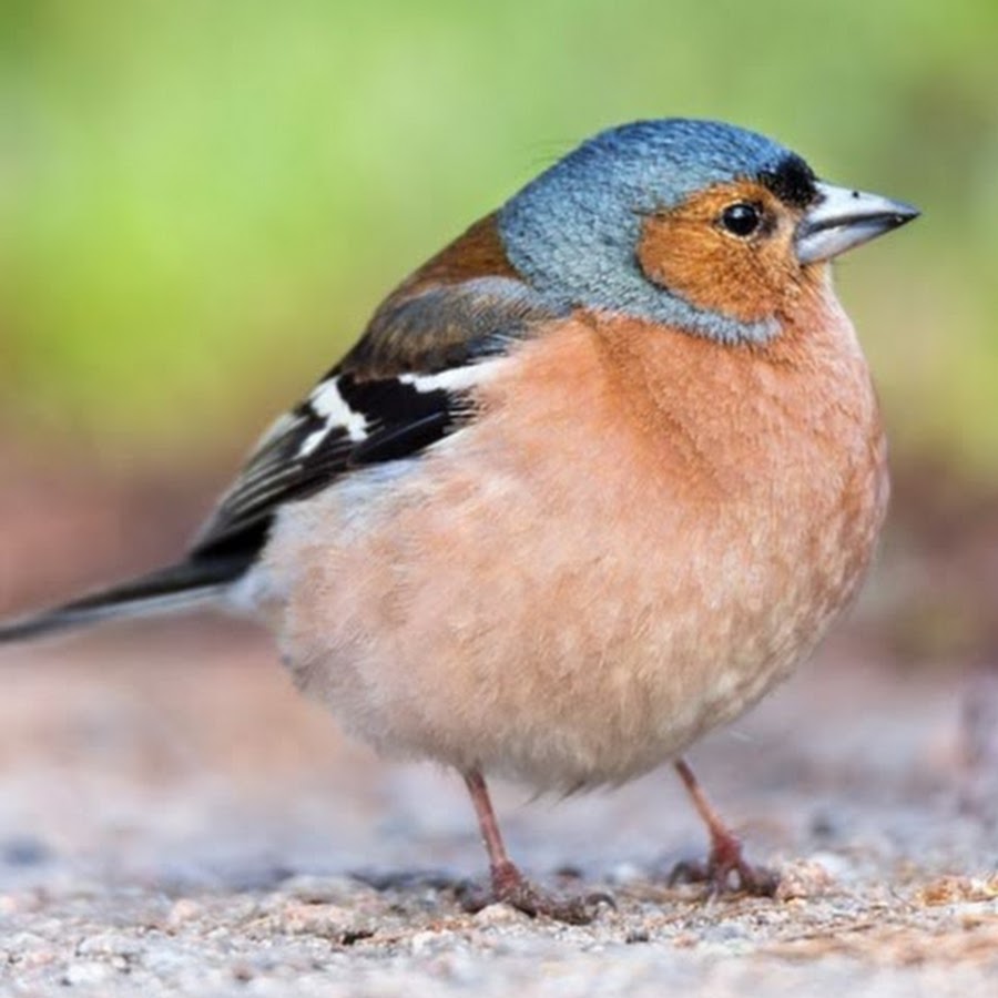 Black Finch 