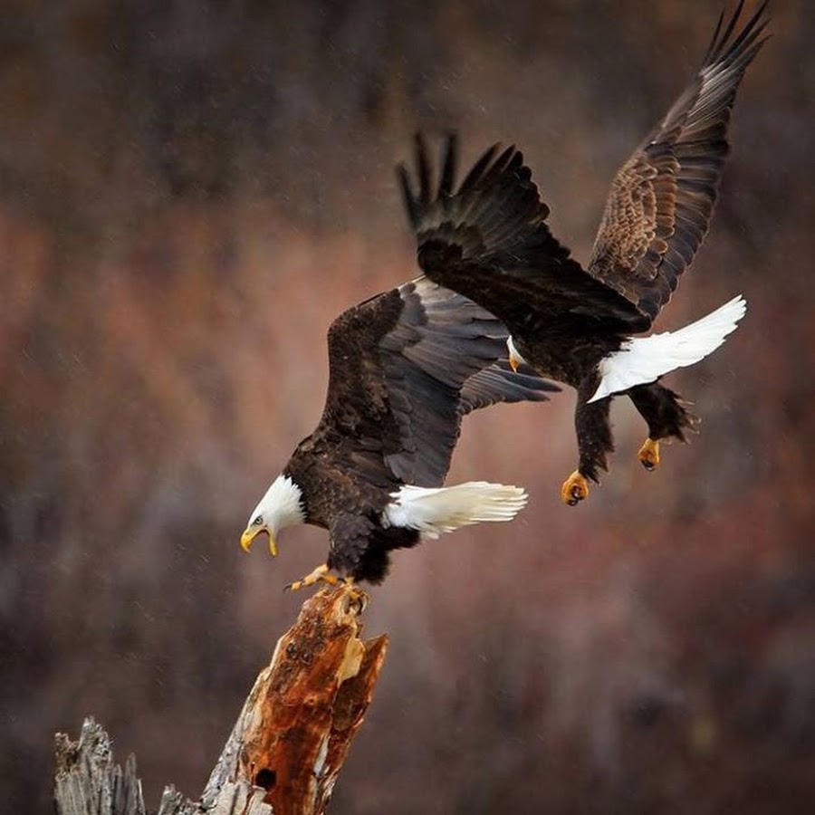 Орлан-белохвост размах крыльев. Aquila chrysaetos. Белоголовый орлан и волк. Стремительный орел. Стремительный орел.