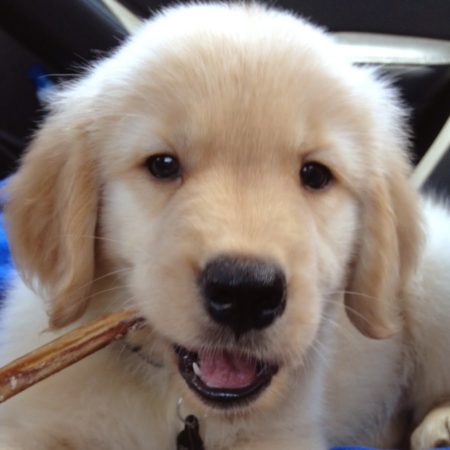 Beau the Golden Official - YouTube