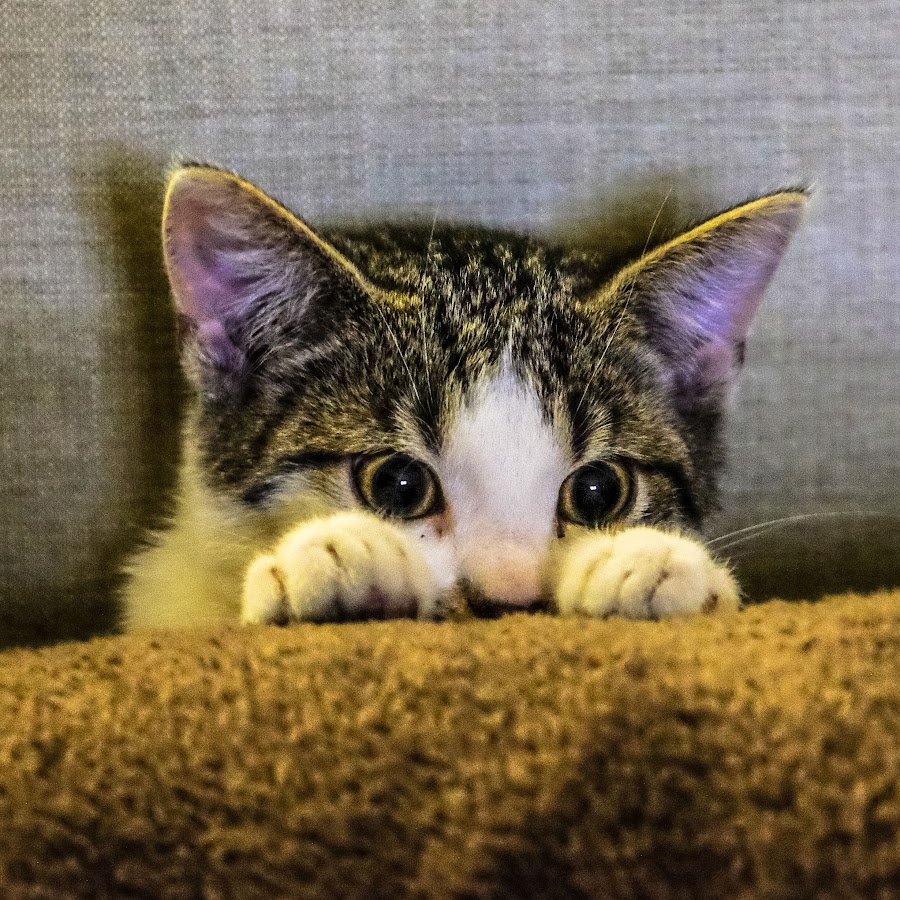 The Chill Cat YouTube