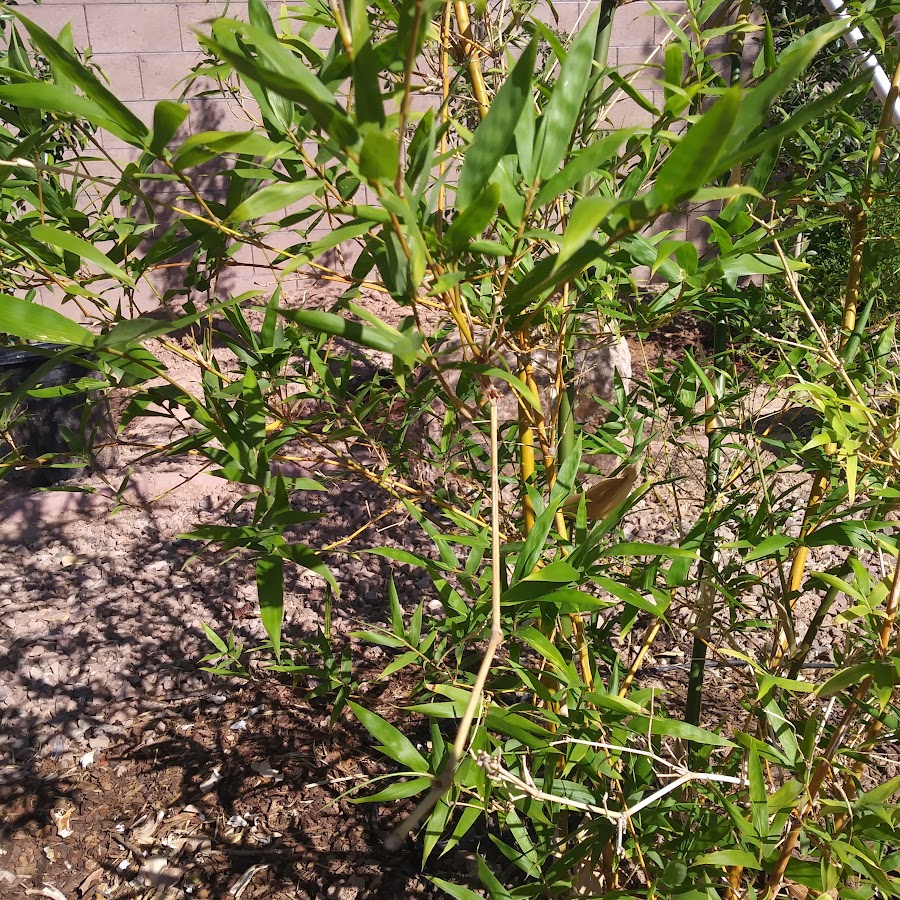 Sweet HoneyBun home - YouTube