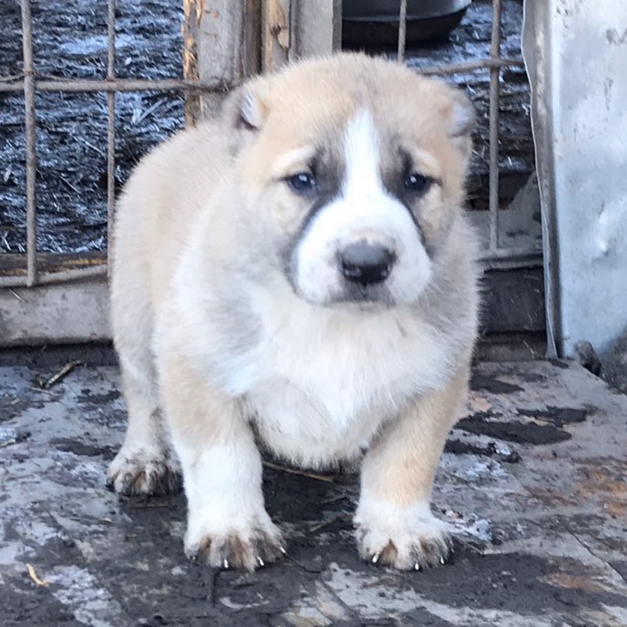 объявление волкодав сука. купить собаку волкодав кавказская. порода кавказский волкодав. кавказский волкодав щенок. волкодав объявление.