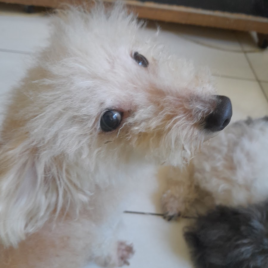 Bunny Kpop - YouTube