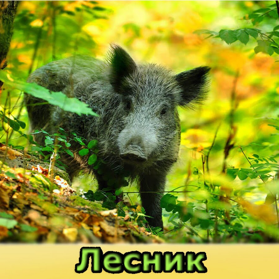кабан лосиный остров