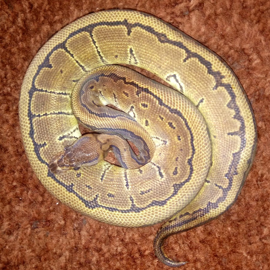 LKB Pythons - YouTube