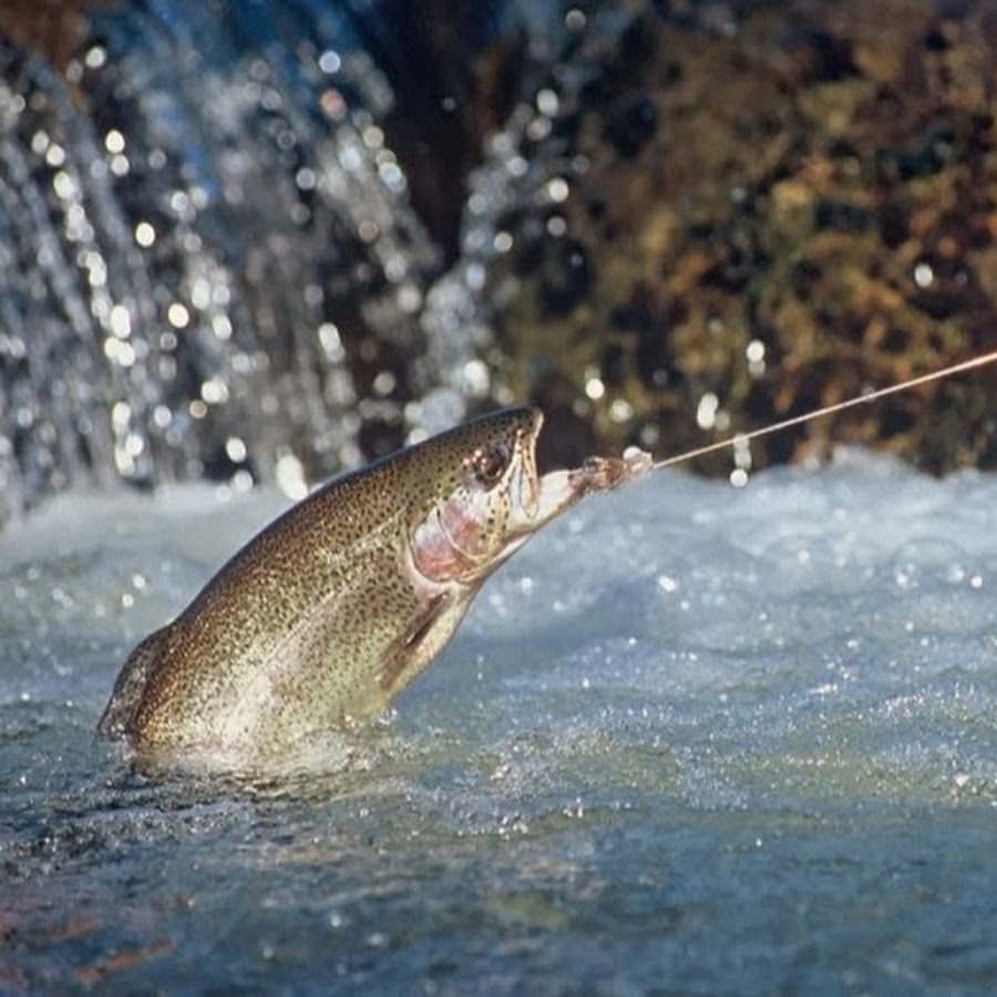 Cool Fly Fishing YouTube