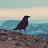 The Crow avatar
