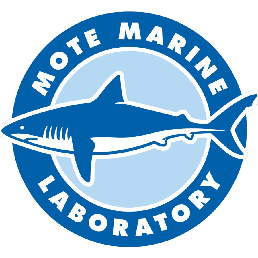 Mote Marine Laboratory & Aquarium YouTube