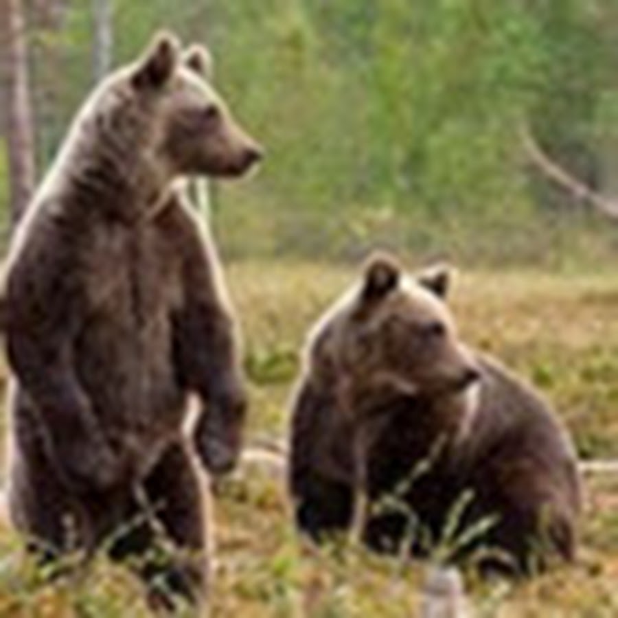 Медведь на капоте