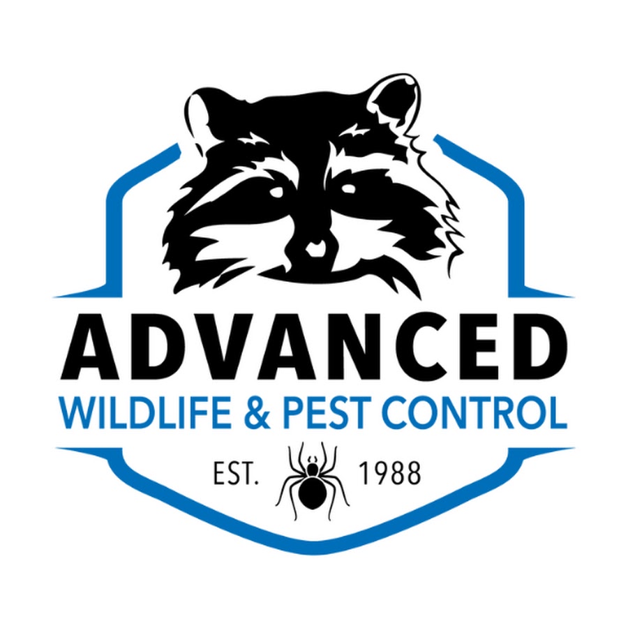 Advanced Wildlife Control YouTube