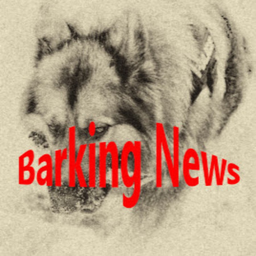 Barking News - YouTube