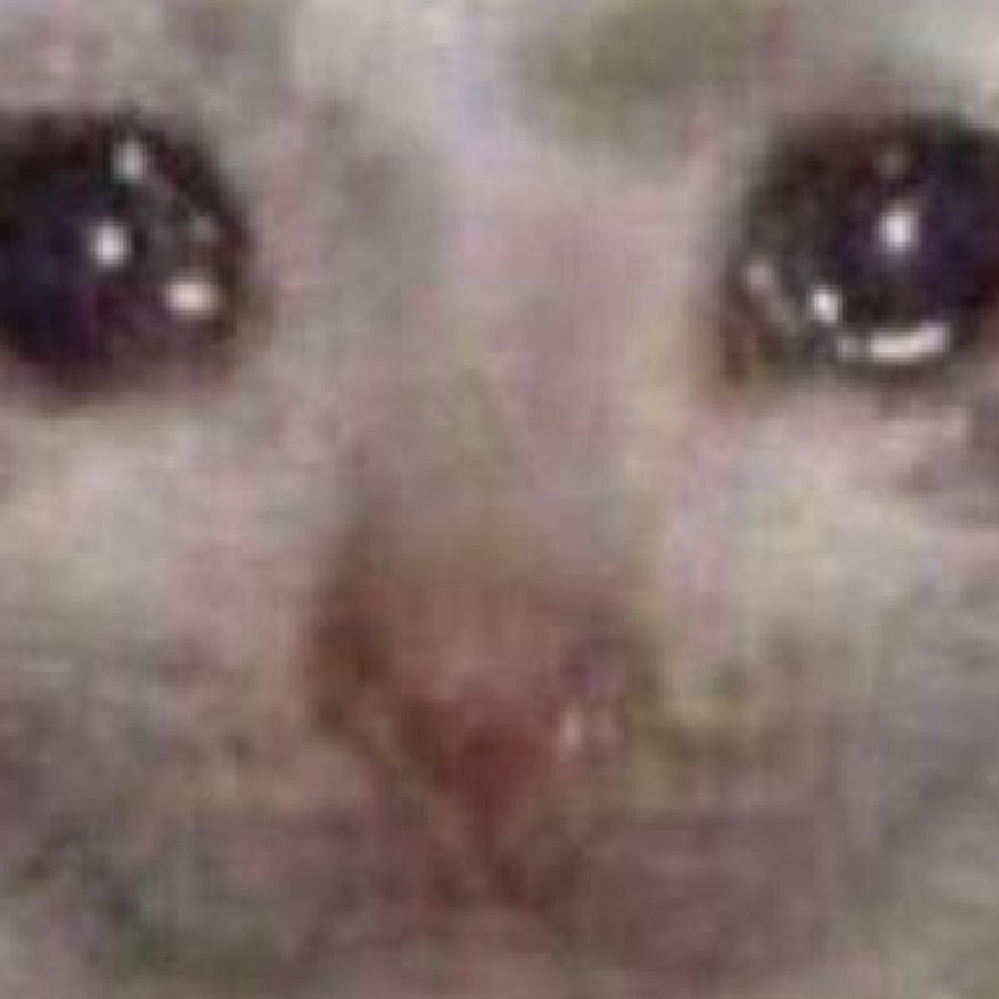 Плачущий кот мем. Кот плачем мем. Грустный котик. Плачущий. Котенок плачет.