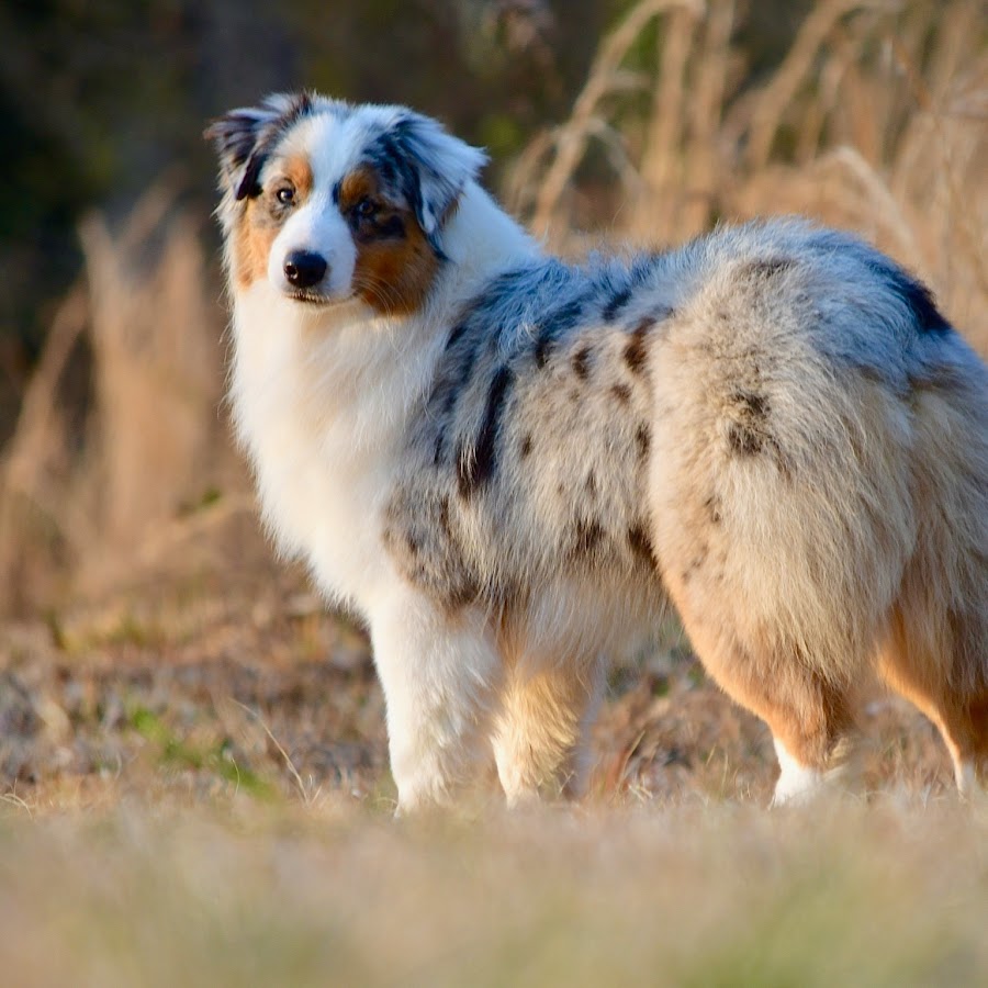 nike max air full ride tr 1.5