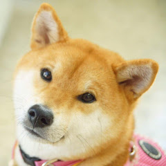 ShibaInu Yuki-chan柴犬ゆきちゃん