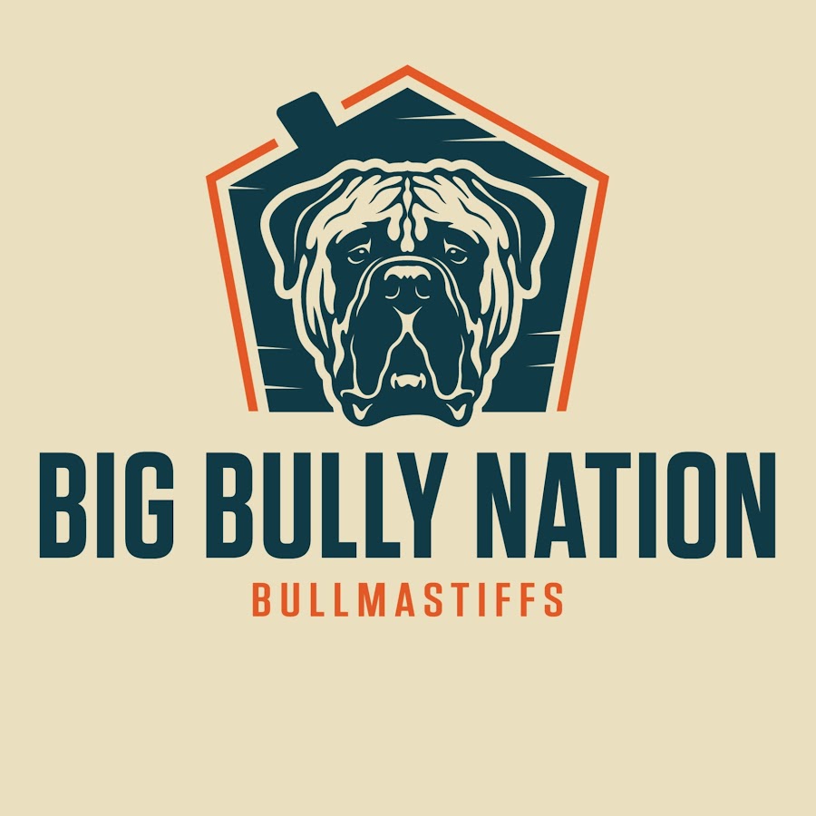 BIG BULLY NATION Bullmastiffs & Bullies YouTube