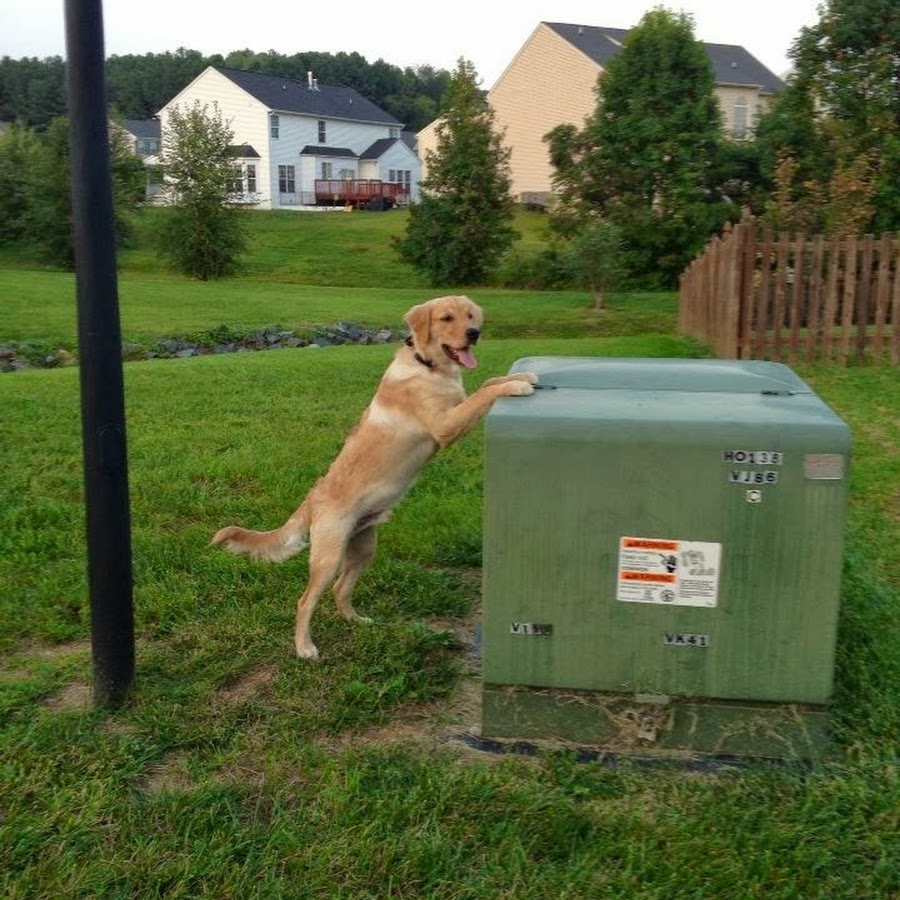 Off Leash K9 Training, Central Virginia YouTube