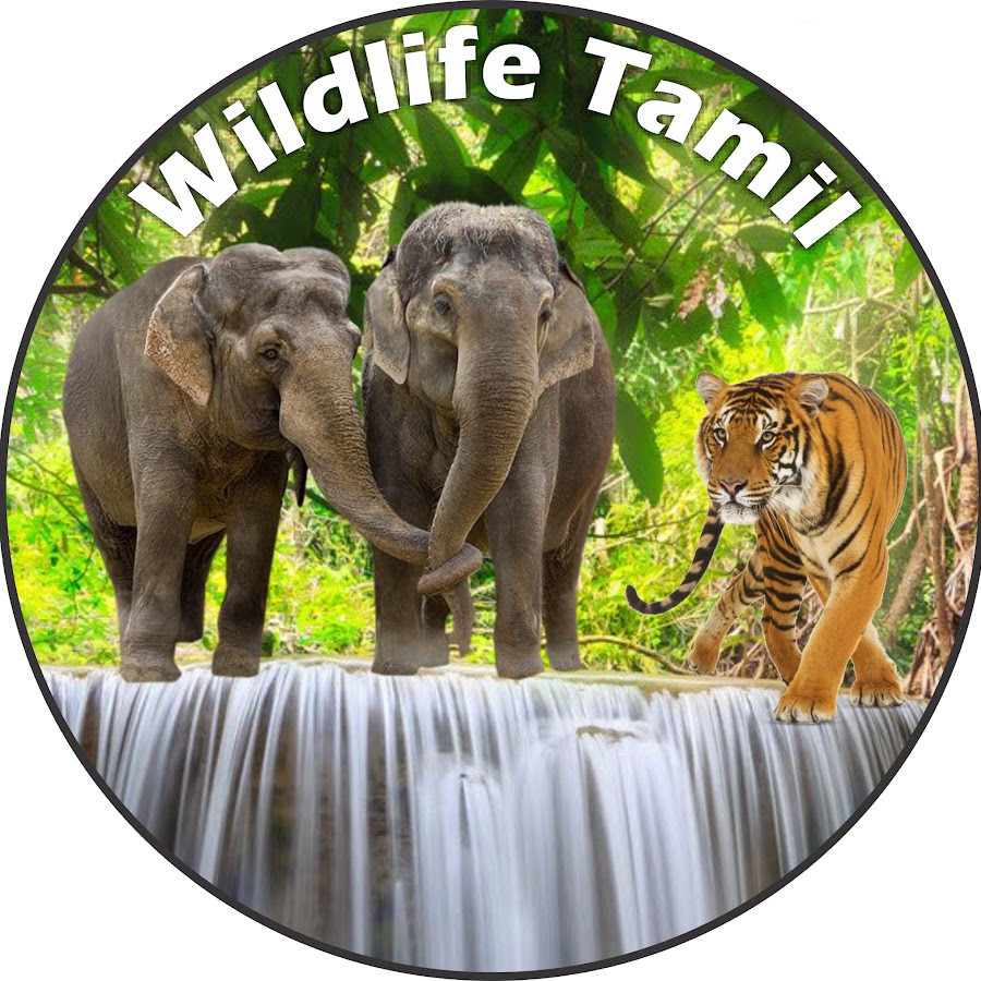 Wildlife Tamil YouTube
