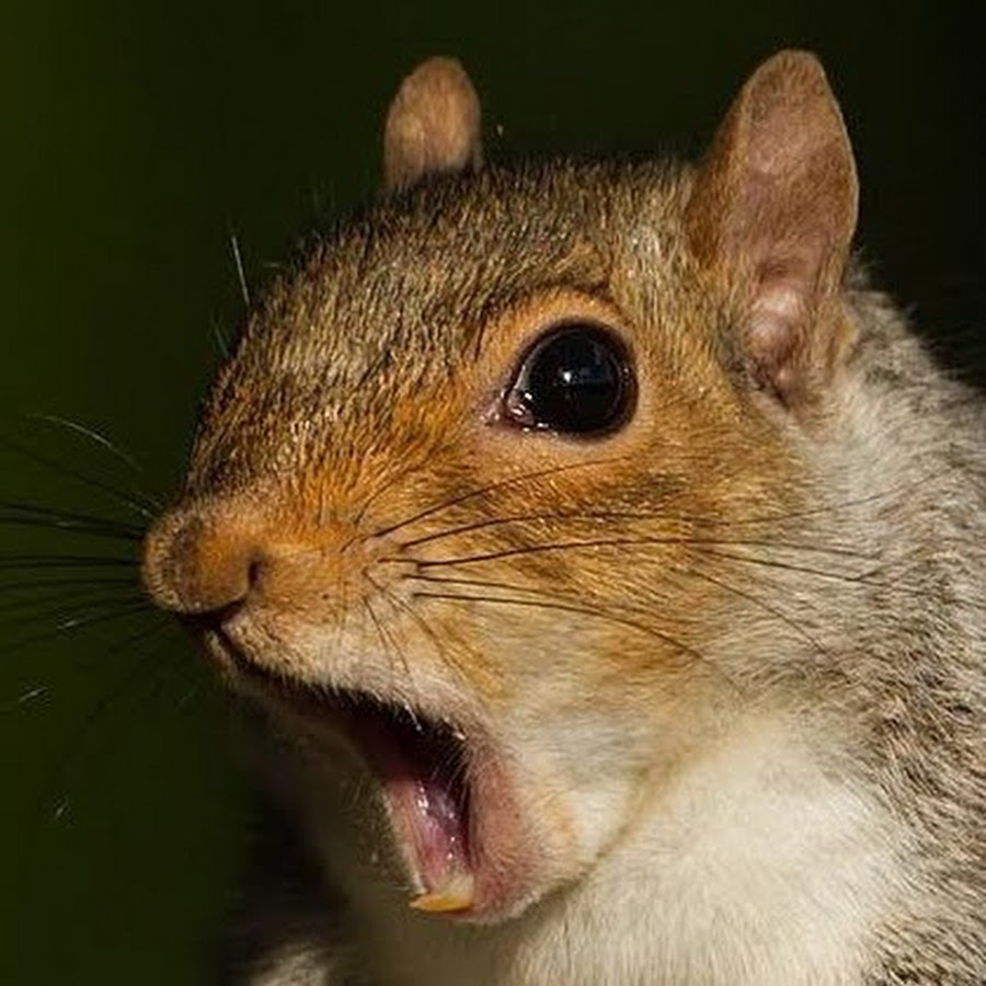 Happy_Squirrel_ YouTube