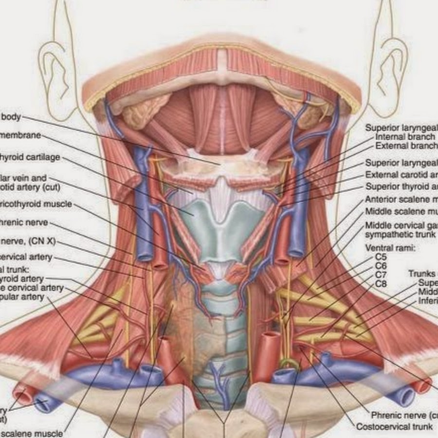 Внутреннее строение шеи. Строение шеи спереди кости. Анатомия шеи человека спереди. Анатомия шеи спереди на русском. Шея структура спереди.