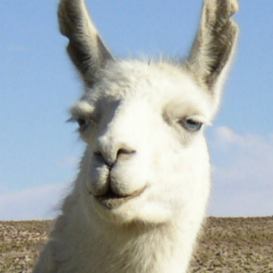 strange llama YouTube strange llama YouTube