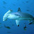 Great Hammerhead Shark