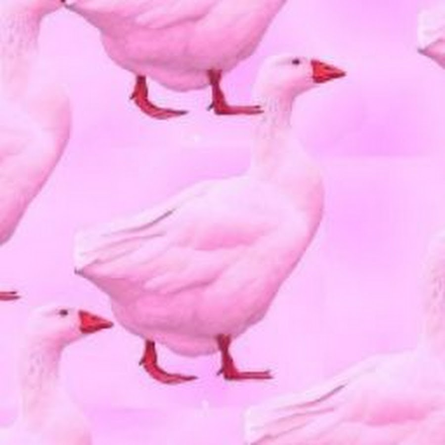 Розовый гусь мем. Розовый гусь мем. Слепой розовый гусь. Мем розовый гусь. Розовый гусь мем.