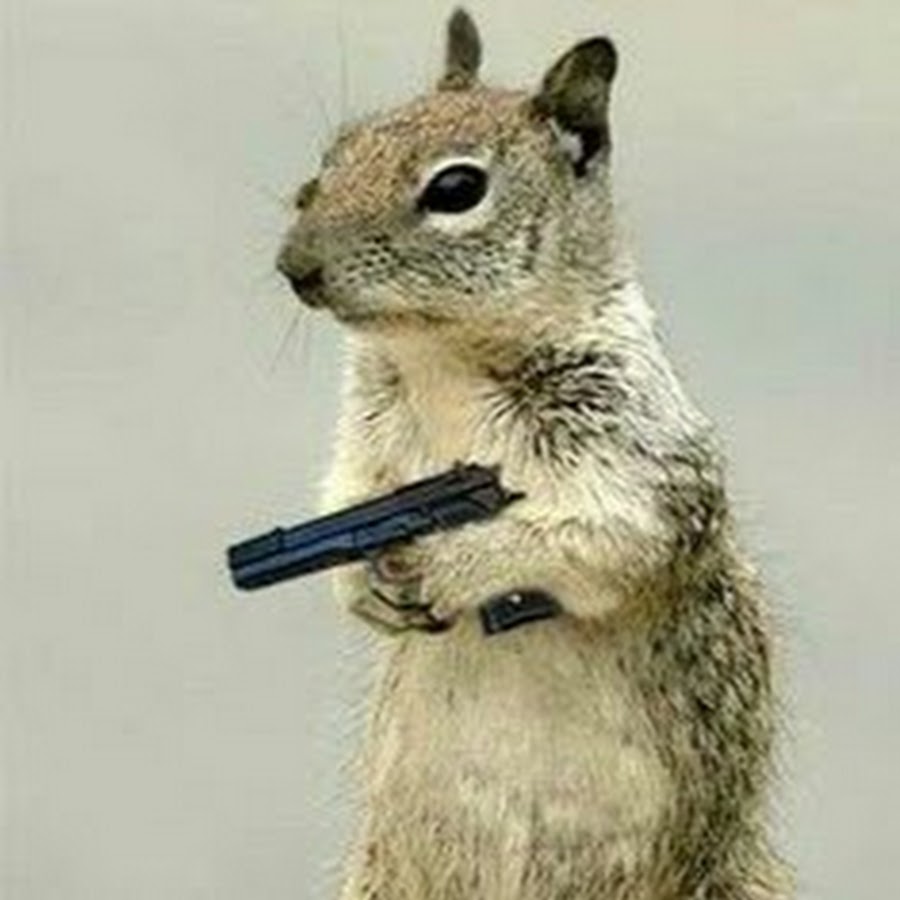 Squirrel with a gun.