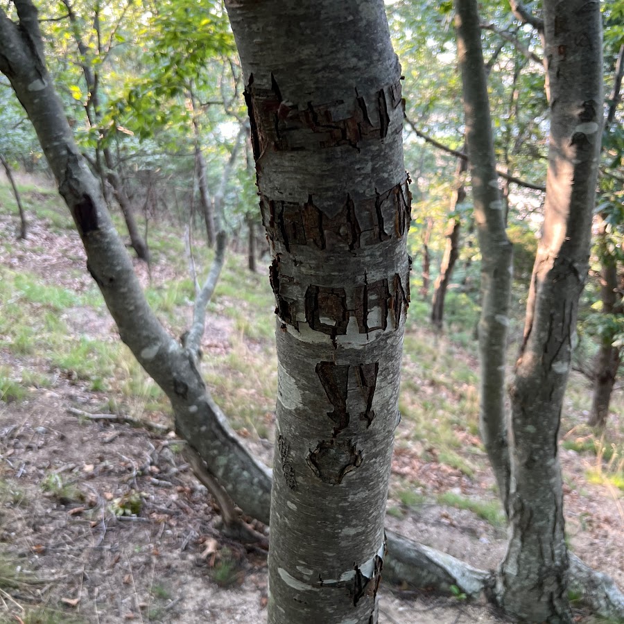 Catracho 504 - YouTube