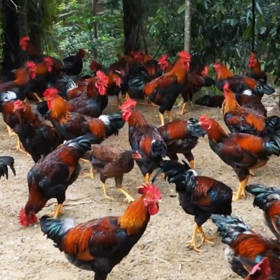 BETERNAK AYAM 
