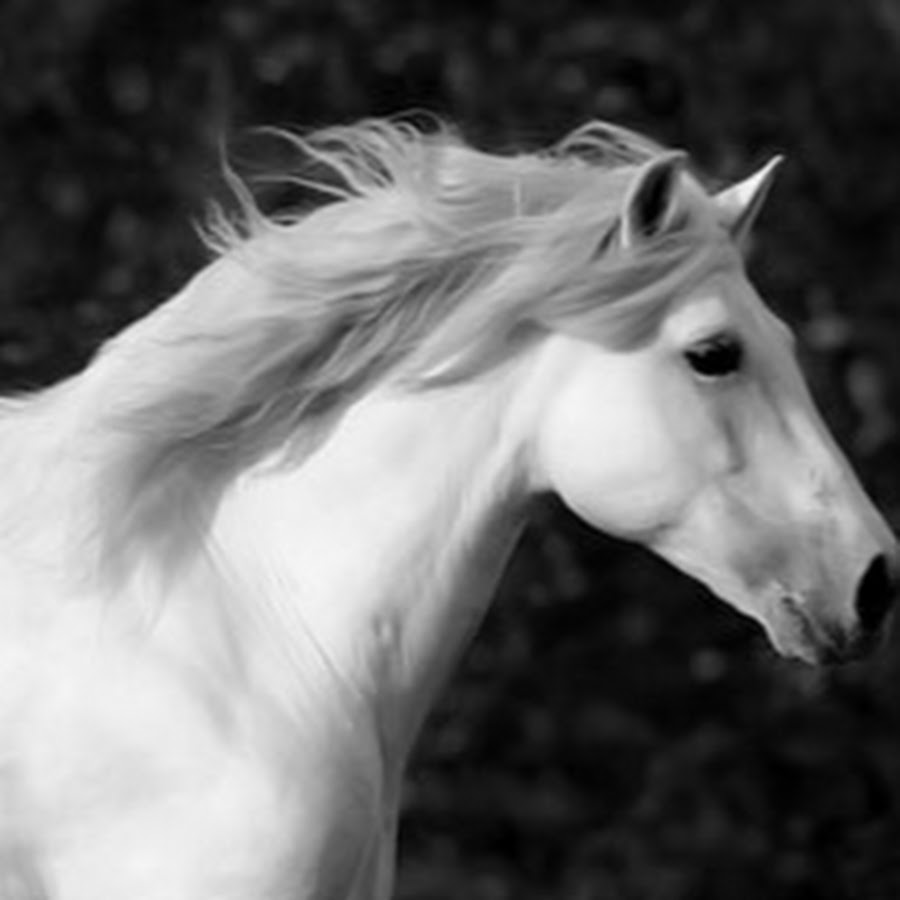 Called horse. Белый конь. Лошадь черно белая. Белая лошадка. Белая кобыла.