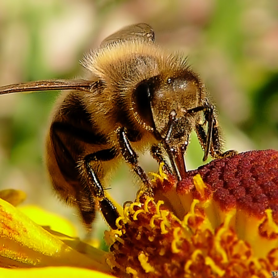 Пчела питается нектаром. Перепончатокрылые медоносная пчела. Пчела АПИС Меллифера. Шмель медоносный. Пчела медоносная отряд Перепончатокрылые.