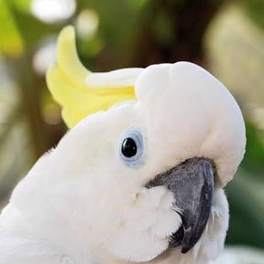 bioo-triton-cockatoo-youtube