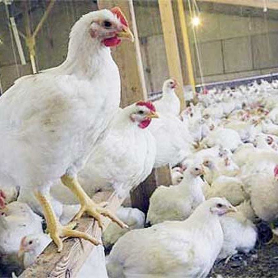 Kiat Sukses Cara Beternak Ayam Broiler Pedaging Potong Buras Kampung