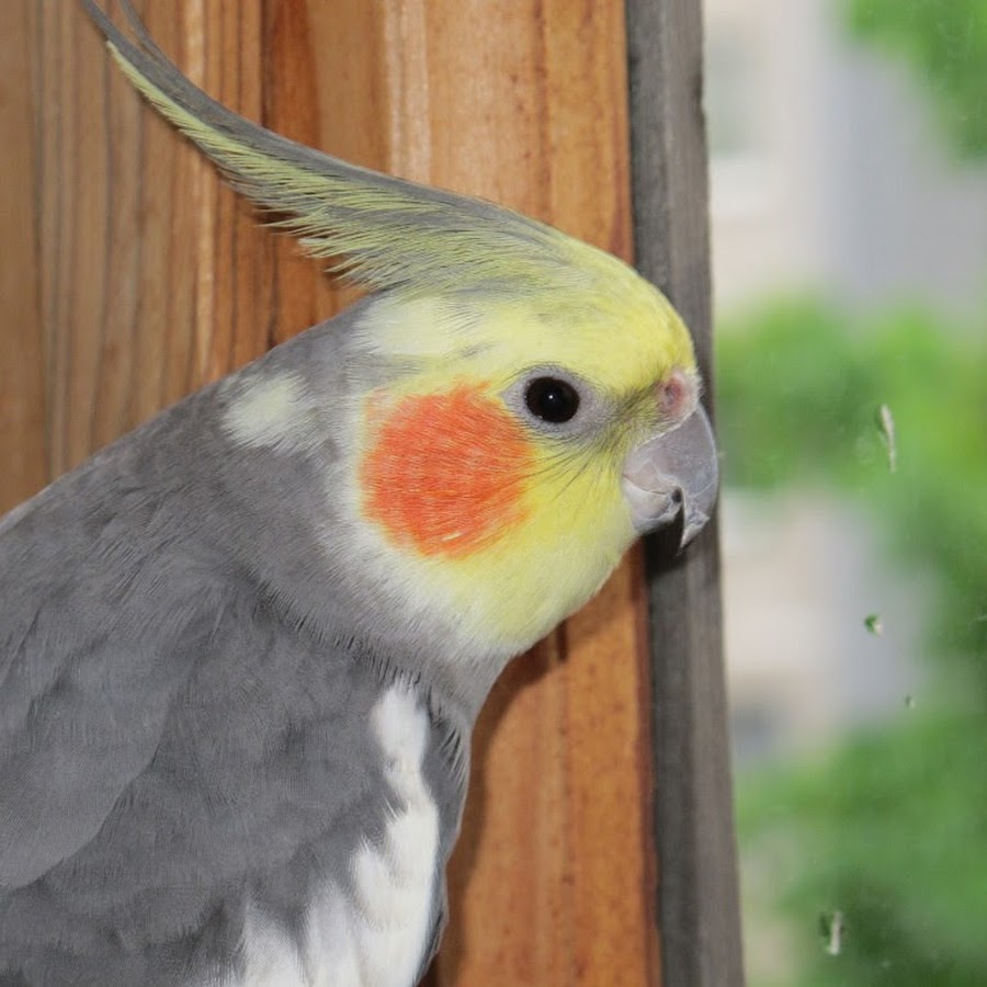 корелла-нимфа. говорящий ли попугай корелла. корелла. попугай корелла девочка. попугай корела разговариванет.