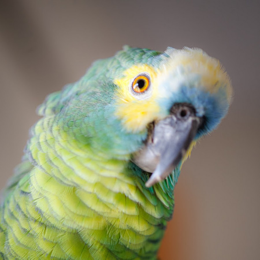 Породы попугаев которые разговаривают. Говорящий попугай разговаривает. Говорящий попугай волнистый. Попугай жако. Говорящий попугай разговаривает.