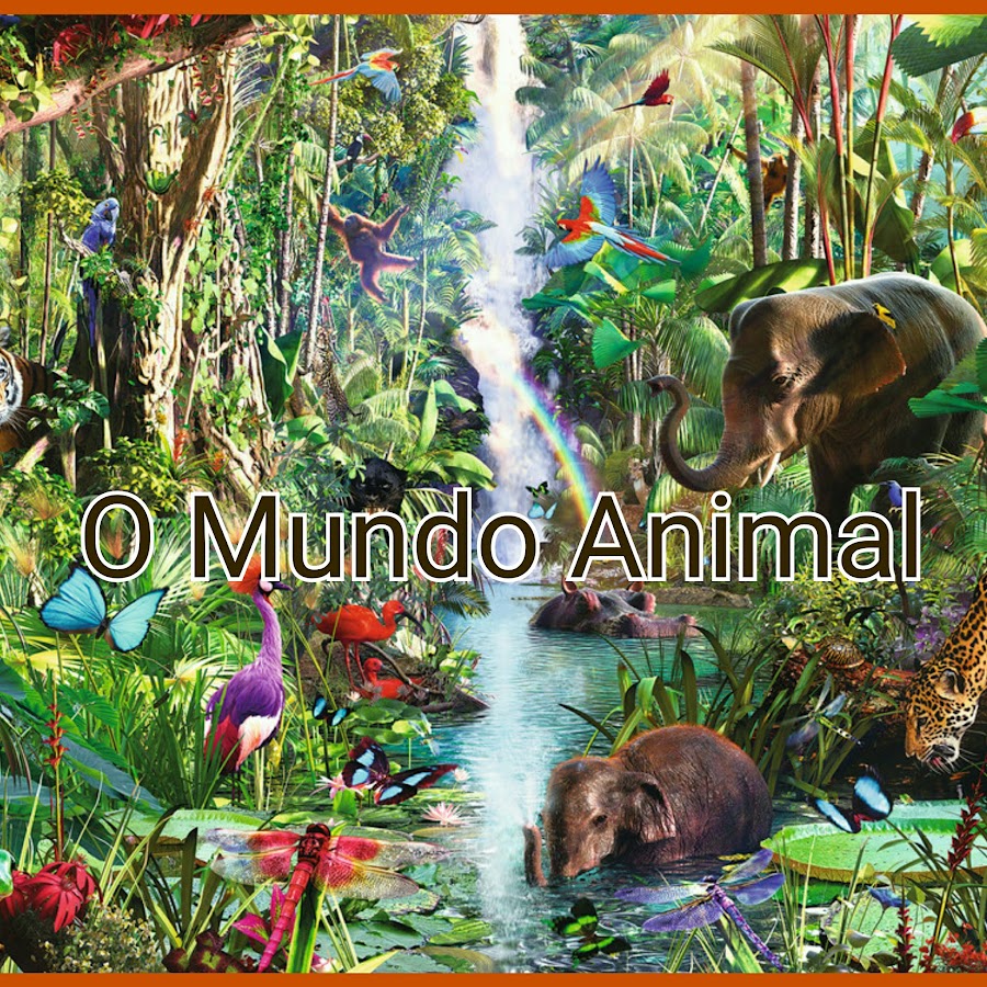 O Mundo Animal - YouTube