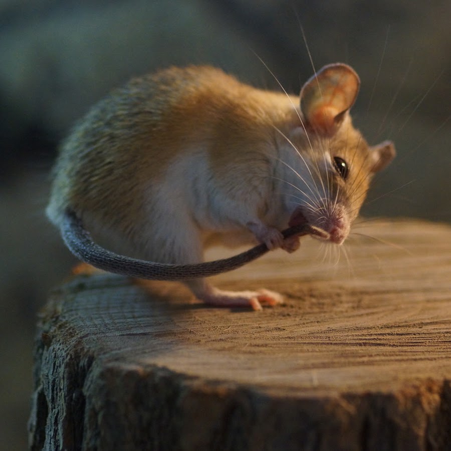 Длинные мыши. Мышь. Мышонок. Мышка Живая. Мышь картинка.