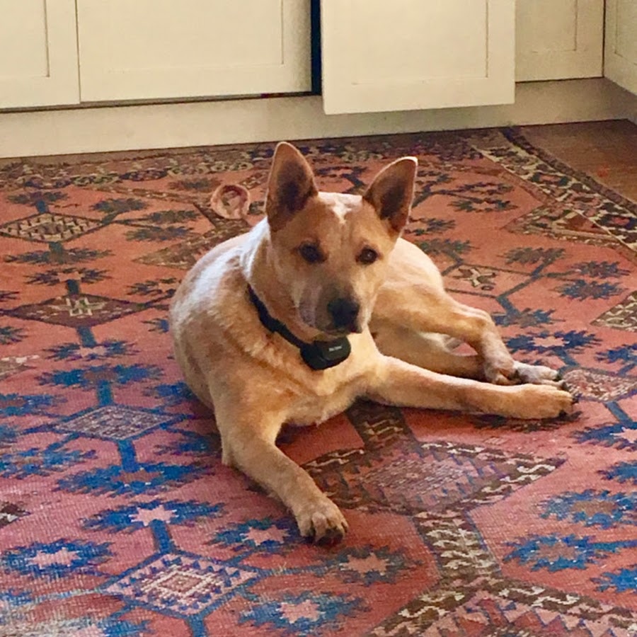 Carter the Dog! YouTube