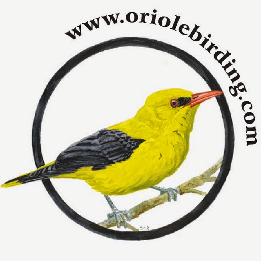 oriolebirding 