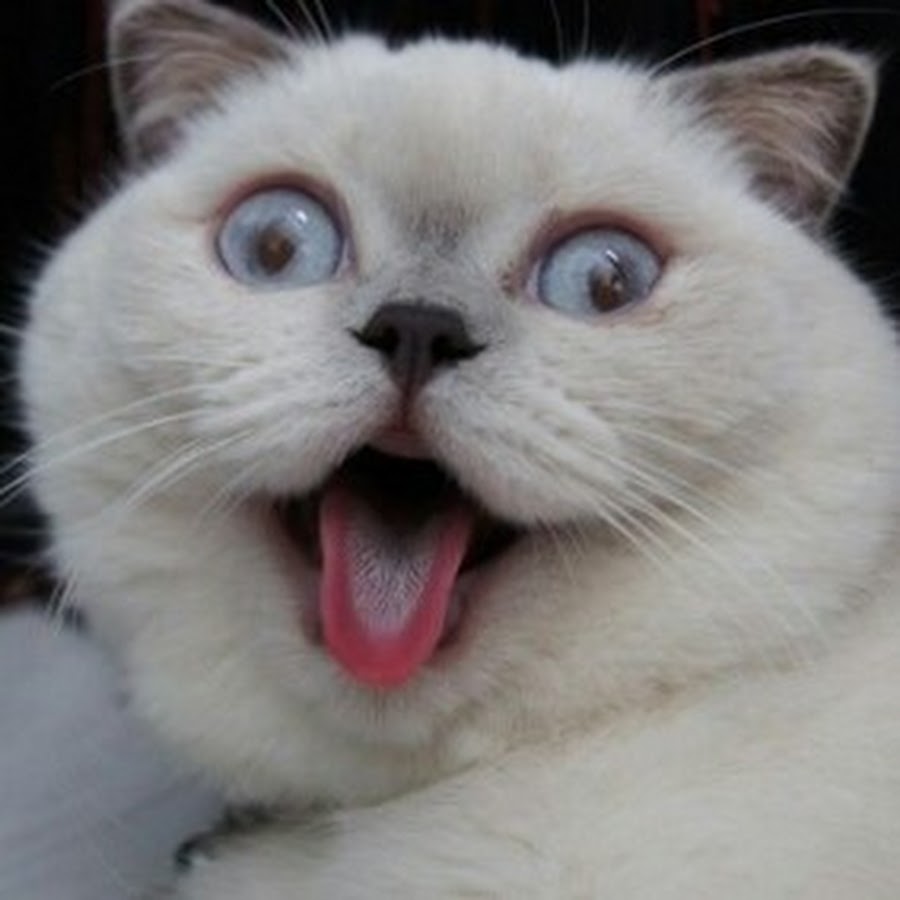 Радостный кот. Эмоции кошек. Сумасшедшие коты. Крейзи кот. Сумасшедшие коты.