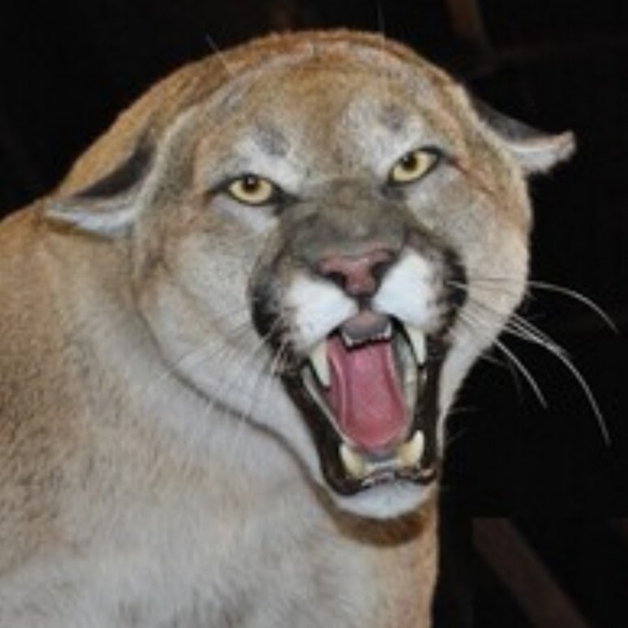 king puma cat