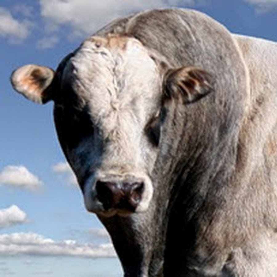 Piedmontese_Cattle_NAPA - YouTube