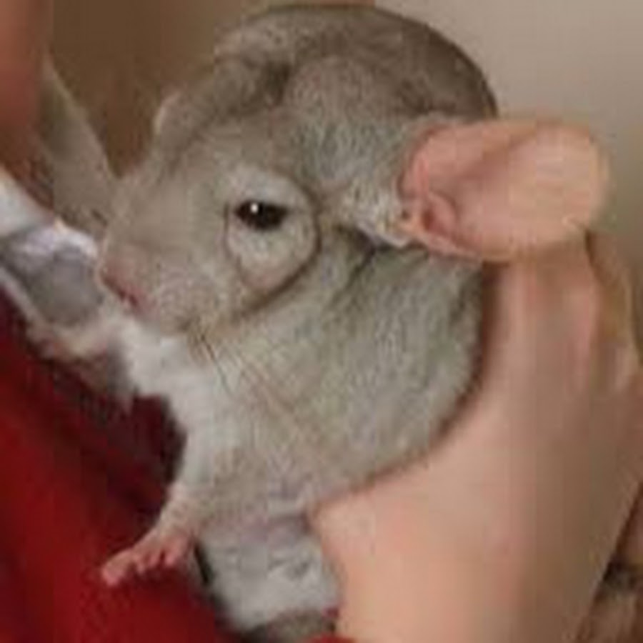 Chinchilla Best YouTube